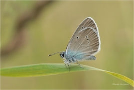 <p>MODRÁSEK LESNÍ (Cyaniris semiargus) Slovensko - Volovské vrchy ----- /Mazarine blue - Rotklee-Bläuling/</p>